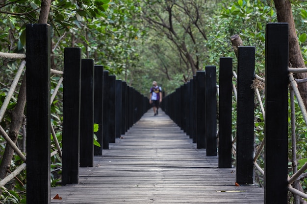 Mangrove bosbrug