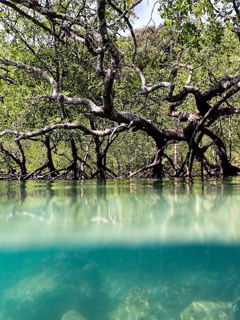 Mangrove en zeewater.