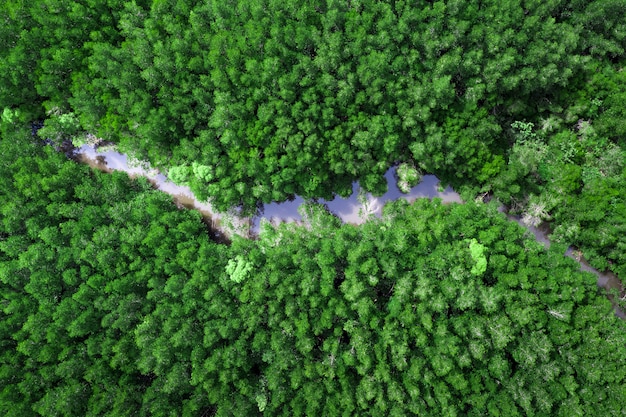 Mangrove forest aerial view