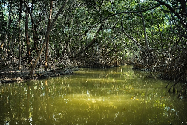 Foto foresta di mangrovie vicino al lago ria celestun