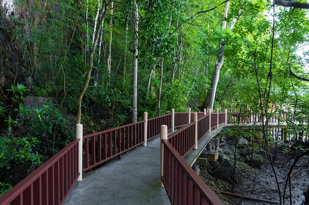 Foresta di mangrovie vicino al fiume.