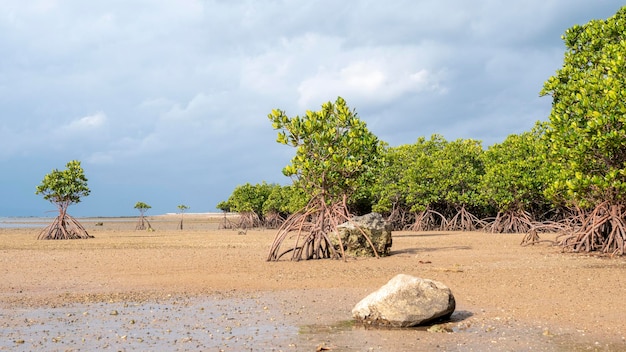 Photo mangrove forest on the coast in ishigaki island, japan