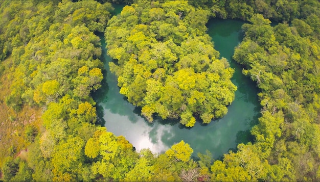 mangrove forest drone view with river