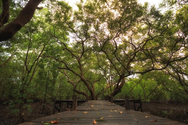 Foglie secche della foresta di mangrovie sulla passerella percorso realizzato con assi di legno elevato su palafitte taglia attraverso una foresta di mangrovie