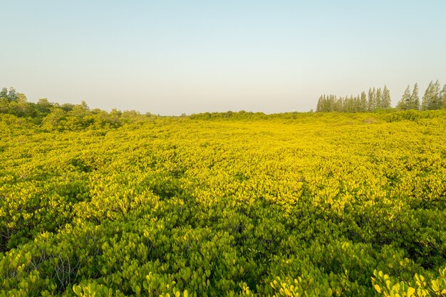 Мангровые леса или Золотое Мангровое поле - известное место для природного туризма в Районге