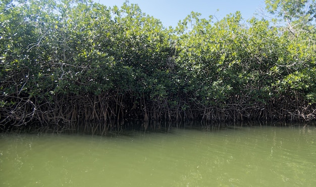 Mangrove forest in Guerrero Mexico with space for text