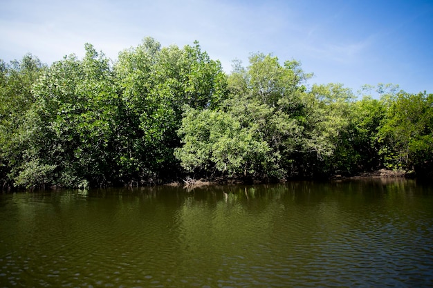 Mangrove forest on the island of Ko Yao in southern Thailand