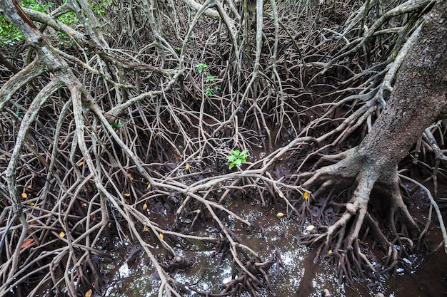 Foto foresta di mangrovie vicino a el nido filippine