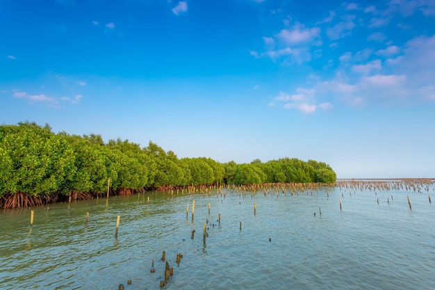 Foresta di mangrovie e il cielo, grande fiume con foresta di mangrovie e cielo luminoso.