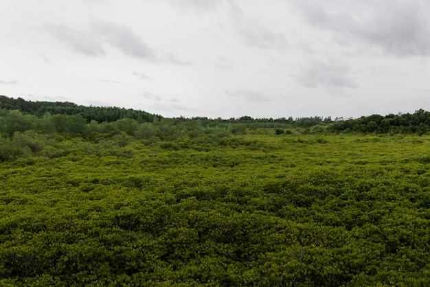 Mangrove forest in the tropics. Natural tropical mangrove forest in Thailand. 