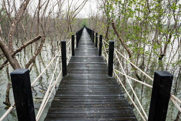 Photo mangrove forest walkway bridge