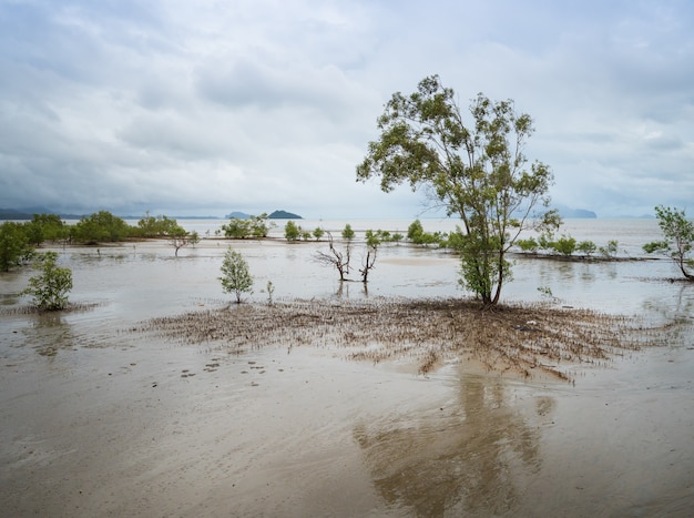 Mangrove forest when the sea water recedes In the southern provinces of Thailand.