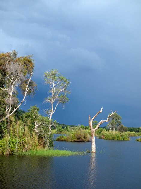 Mangrove forest