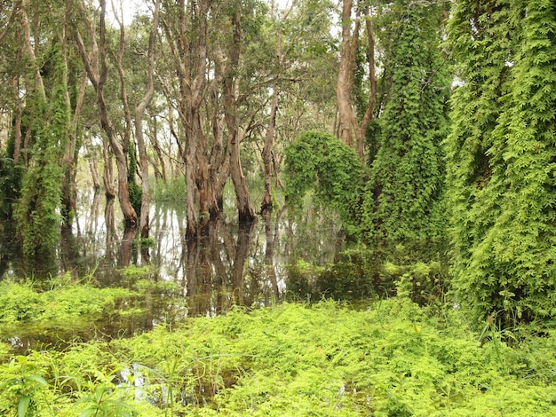 Mangrove forest