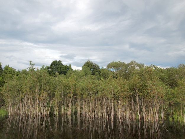 Mangrove forest