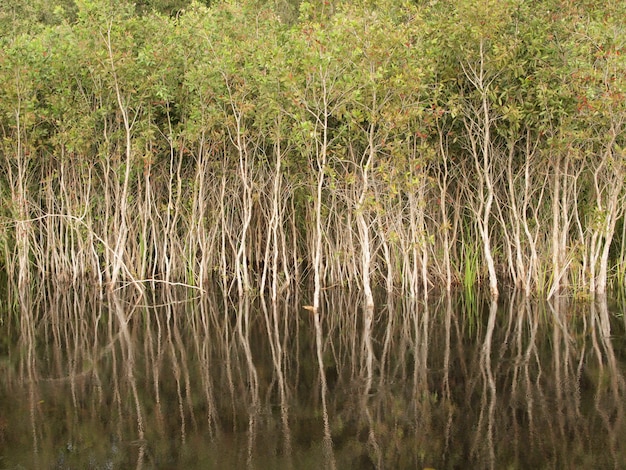 Photo mangrove forest