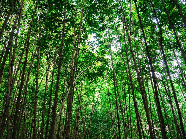 Mangrove forest