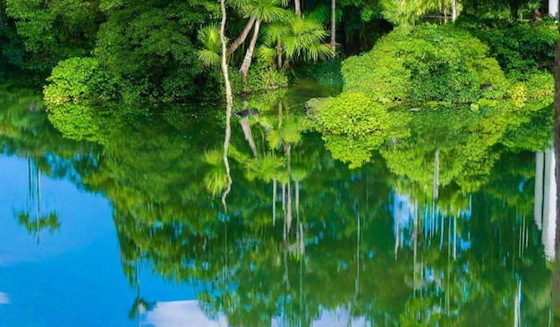 mangrove forest