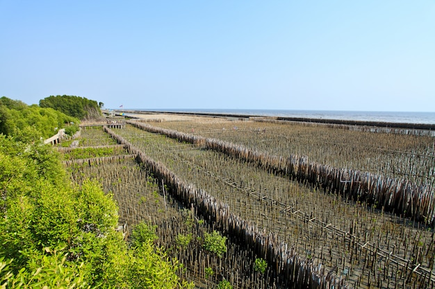 Foto foreste della mangrovia in tailandia