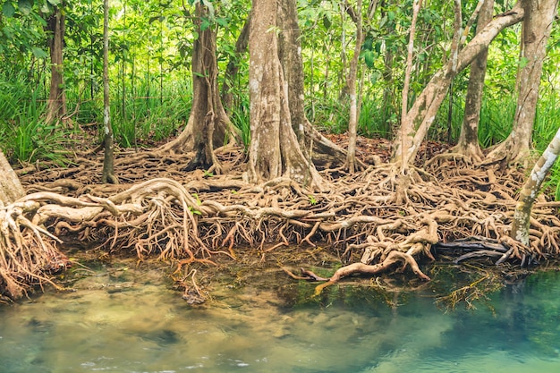 Mangrove Forests  