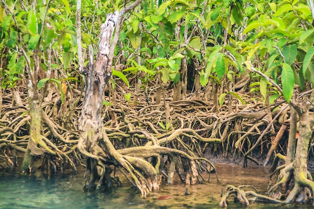 Mangrove Forests  