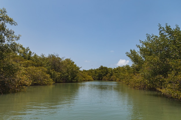 Mangrove photo. Mangrove. Crab breeding