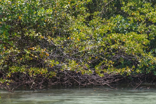 Foto di mangrovie. mangrovie. allevamento di granchi