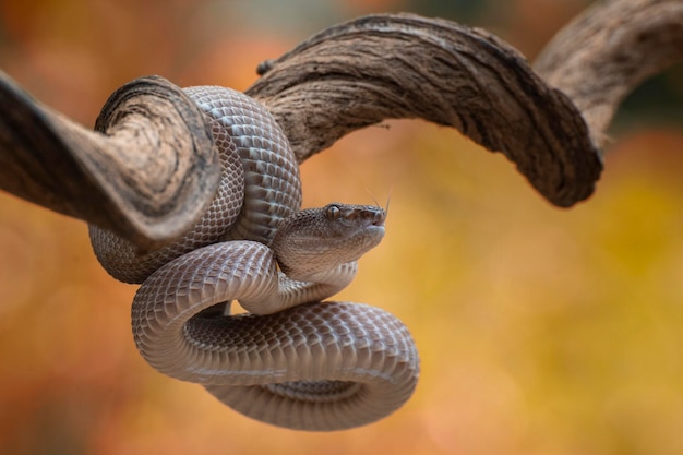 Mangrove pit viper coiled around a tree branch