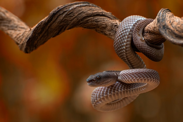 The Mangrove pit viper on tree branch