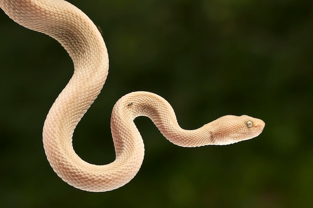 맹그로브 구덩이 독사 Trimeresurus purpureomaculatus