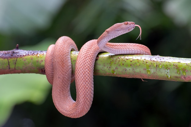 Vipera della fossa delle mangrovie con la preda