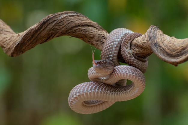 Mangrove pitadder in defensieve modus