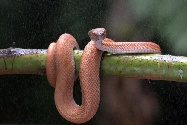 Mangrove pitadder opgerold rond een boomtak