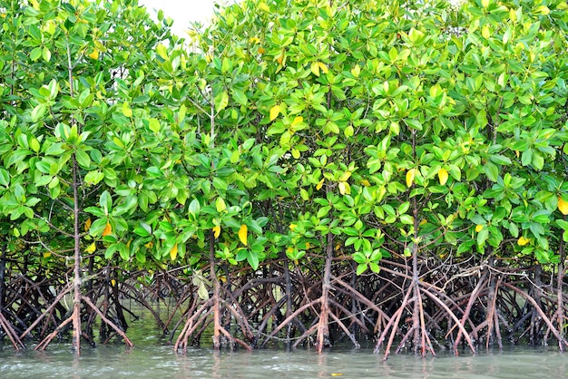 Mangrove planten