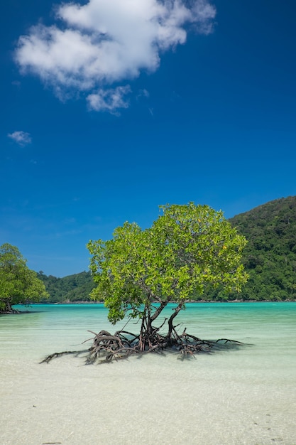 Mangrove plants