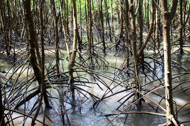 Photo mangrove root