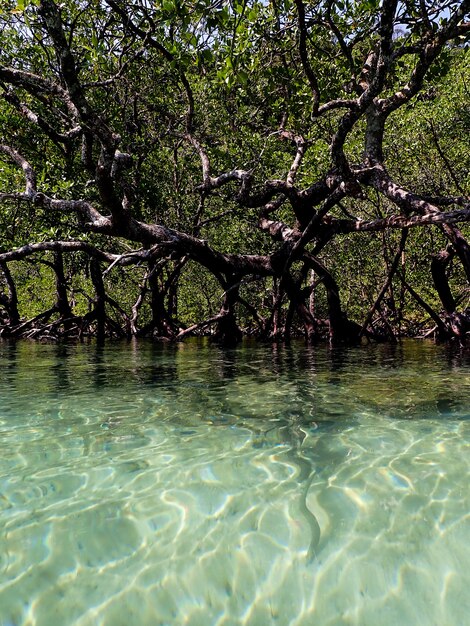 Foto mangrovie e acqua di mare.