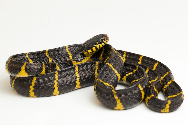 mangrove snake or gold-ringed cat snake on white background