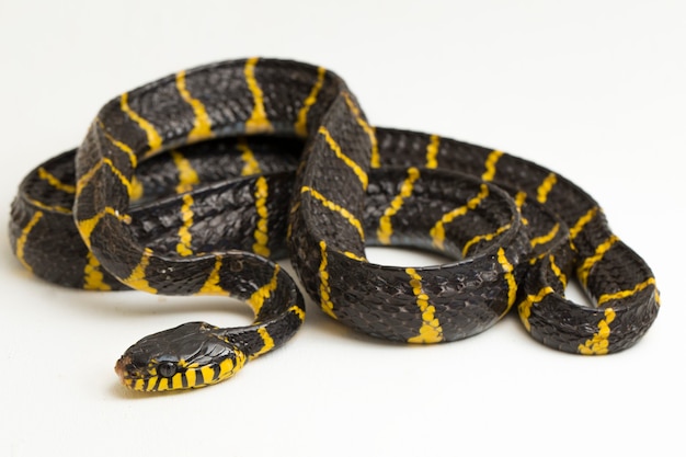 맹그로브 뱀 또는 흰색 배경에 금 고리 고양이 뱀