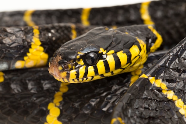 Photo mangrove snake or gold-ringed cat snake