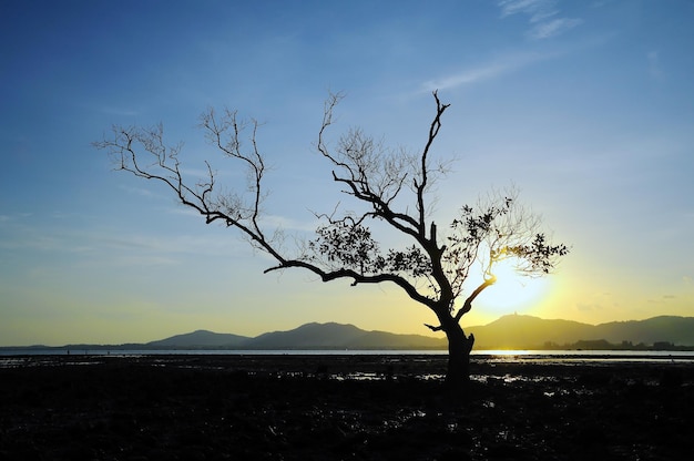 Mangrove in sunset, twilight time, phuket Thailand