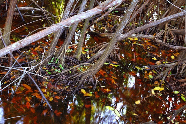 Dettaglio tropicale dell'acqua della palude della mangrovia