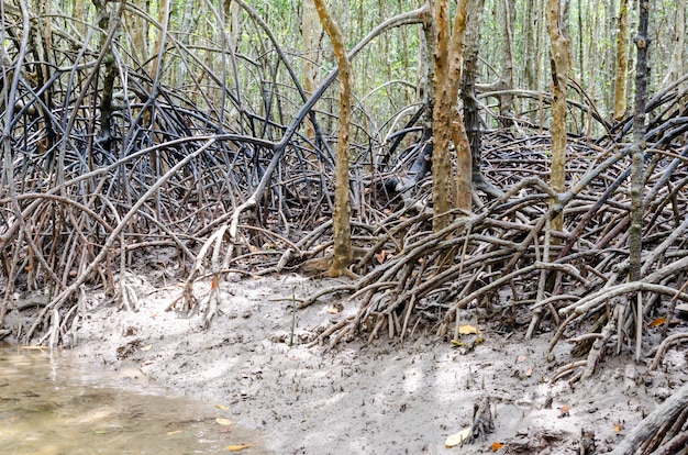 Mangrove tree root