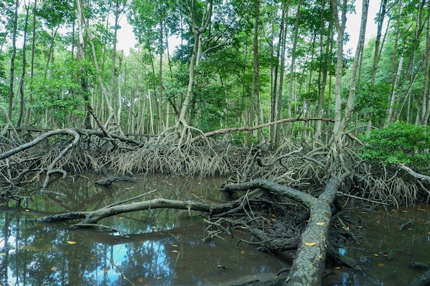 Foto radici di mangrovie che crescono sopra l'acqua del mare