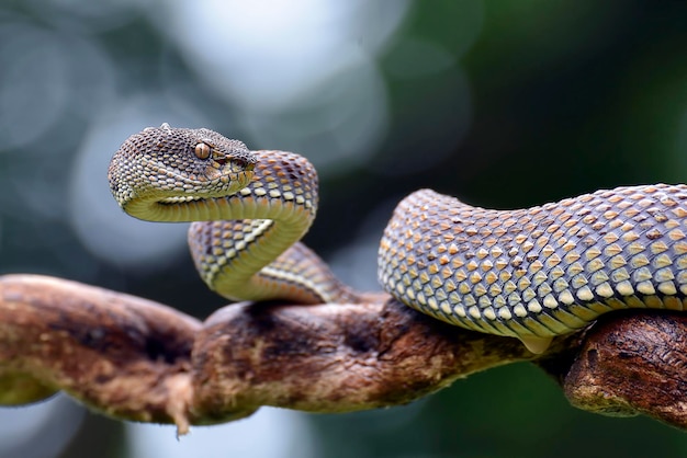 Mangrove tree viper on a tree branch