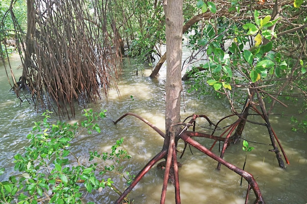 Мангровое дерево с удивительными воздушными корнями в мутной воде мангровых лесов Таиланда