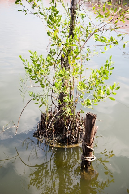 Foto albero di mangrovie