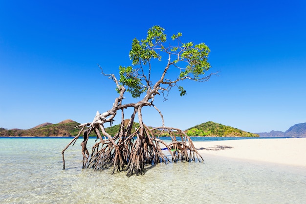 Mangrove tree