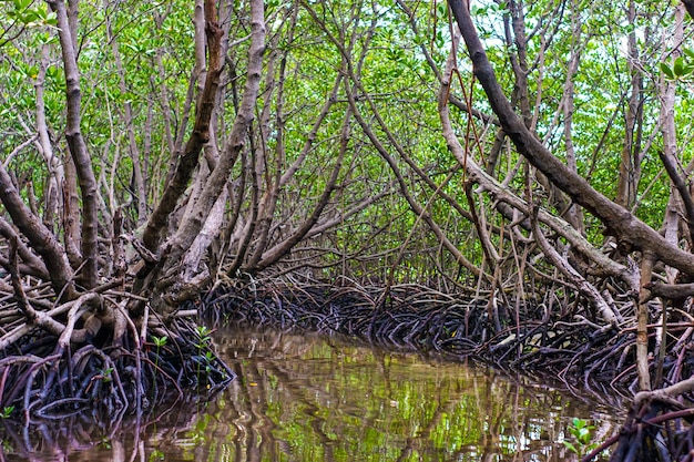 写真 mangrove trees and their roots are visible when the river recedes