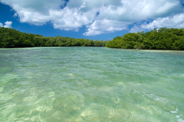 Mangrove trees in caribbean sea